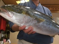 最近長崎の魚に魅力を感じる！と、大将。長崎五島 壱岐対馬のお魚仕入れました。写真からはみ出るくらいの大きさ！！美味しいですよ～～♪写真はヒラマサです。