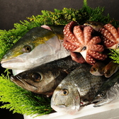 新鮮な鮮魚、なにわ黒牛や泉州野菜を使った創作料理まで、大阪ならではの味を一度に楽しめる大阪ごはんMON.。食い倒れの街の魅力を存分に味わえます。