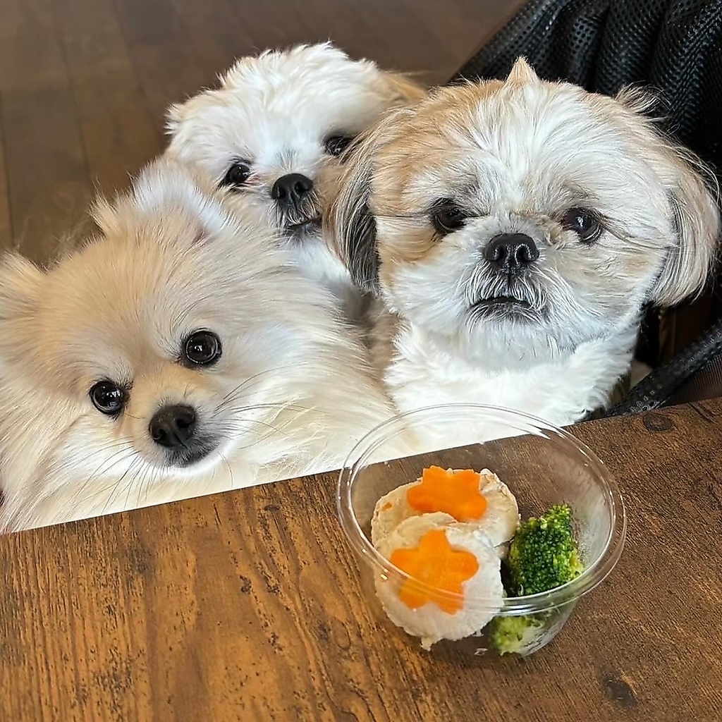 店内ワンちゃんOK♪ワンちゃんメニューもたくさんあります♪