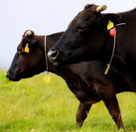 日本を代表する黒毛和牛の宮崎牛を焼肉・もつ鍋にも使用