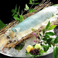 限定品 活いかの踊り造り