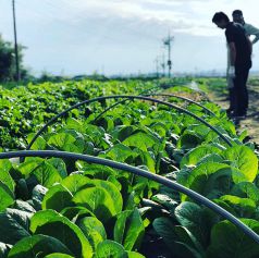 契約農家から仕入れる地元群馬県産の朝採れ新鮮畑野菜。