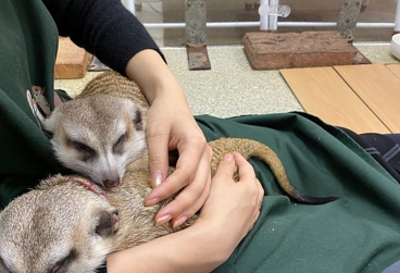 もふれる屋 カラハリの雰囲気1