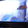 熊本いけす酒場　魚たつのおすすめポイント1