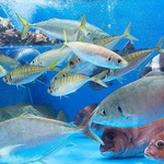糸島の海の味持ってきました！！自慢の生簀で泳ぐお魚は鮮度抜群！！
