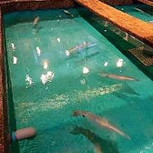 料理人が生簀から活魚を網で取り上げ、捌きたての活魚の料理をご提供いたします。