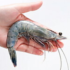 天使のえび　2尾