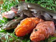 舞阪・伊良湖に毎朝直接仕入れる新鮮な魚介