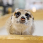 小動物カフェ ROCK STAR ロックスター なんばパークス前店