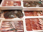 本日のお刺身や八幡浜直送の旬魚など、鮮魚をご提供！