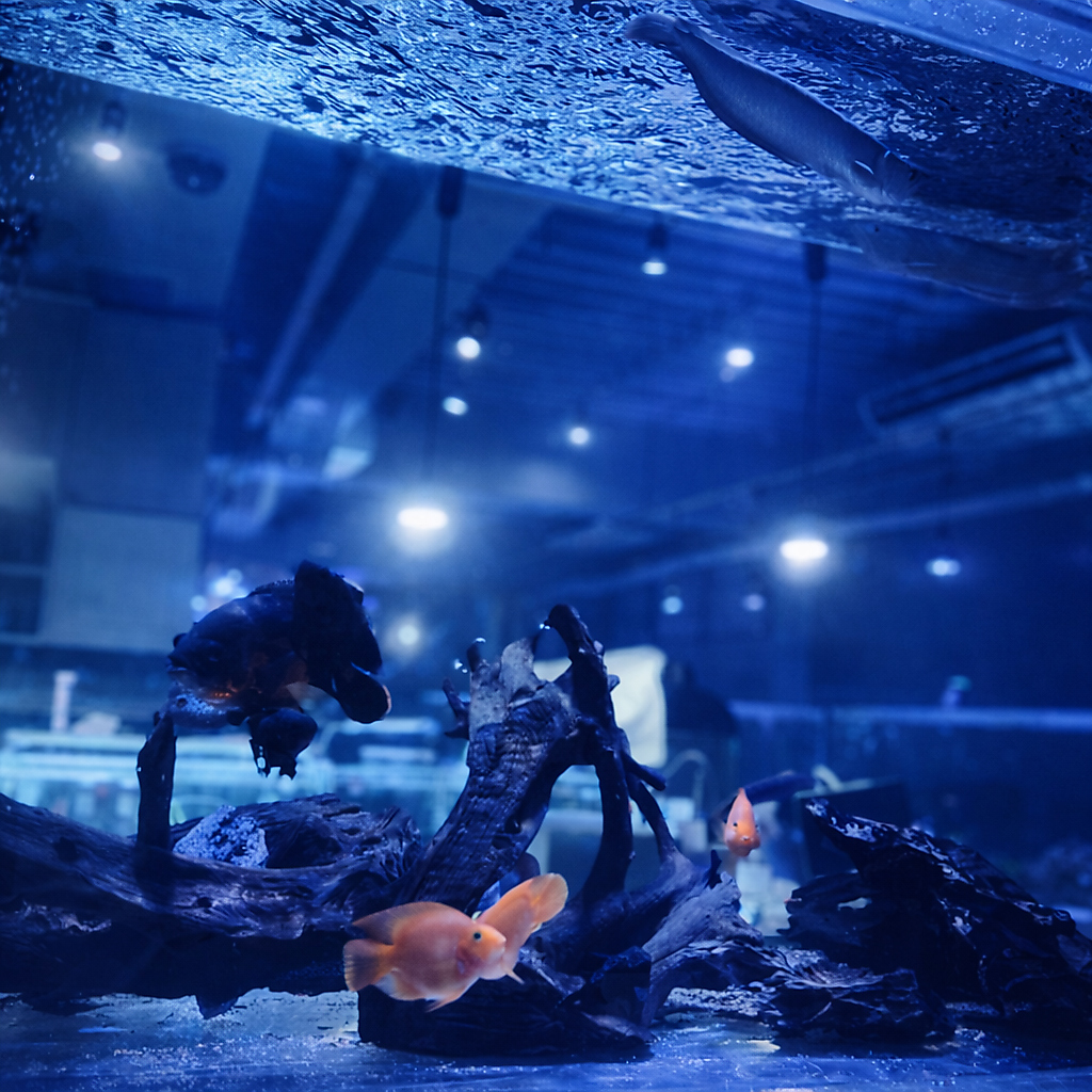 入館すると目の前には大きな水槽でお魚がお客様をお出迎えいたします