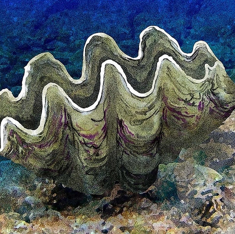 石垣島産！ギーラ（シャコ貝）、夜光貝入荷！