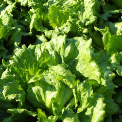 館山市内の契約農家さんから新鮮朝採れ野菜をGET