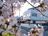 春は鳥屋野潟の桜が絶景です！新潟の中でも有数のお花見スポット。