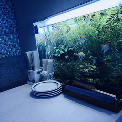 可愛いお魚を見ながらゆっくりと食事を楽しめます！アクアリウムにはリラクゼーション効果があることも医学的に実証されてますよ！