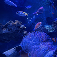 カップルシートは海水魚を中心としたマリンアクアリウム！色鮮やかなお魚たちにうっとり。