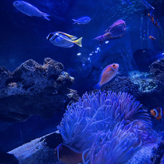 カップルシートは海水魚を中心としたマリンアクアリウム！色鮮やかなお魚たちにうっとり。