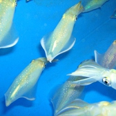 村上水軍 本店のおすすめ料理2