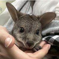 最初の30分だけ、もOK！猫や動物のカフェ初めてもぜひ♪