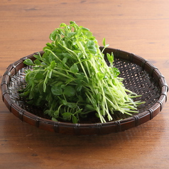 豆苗