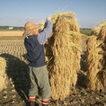 【米のこだわり】１．自然乾燥。　２．化学肥料を使わない。有機栽培。３．低農薬　農薬はごく少量。青田さんが正直に丁寧に作っている自慢のお米です。