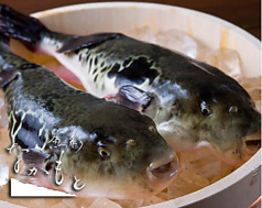 魚彩 なかもとのコース写真