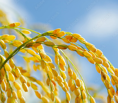 釜炊きの鯛ご飯