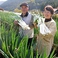 海田産　契約農家の山本さんの無農薬野菜！　弊社が契約している、農家の山本さん。その人柄に反映されている、優しくそして力強い野菜本来の味です。野菜を育てる水も山から湧き出る天然の水を使用し、ミネラル豊富な朝採り新鮮野菜です