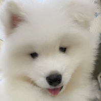 究極の「もふもふ」犬。サモエド新登場★