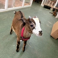 扉を開けた瞬間から、時間を忘れてただ「癒される」空間