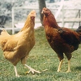 当店で使用している鶏は生産者より直接仕入れております！鶏専門店のこだわりをご体感ください。