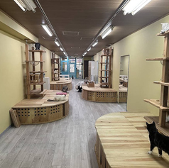 広々空間は猫ちゃんをはじめとした動物たちにとって最高の空間！だからこそ当店の動物みんないい子ばかりです★あなたも動物たちとゆったり過ごしませんか？