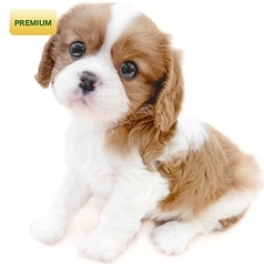 鉄板焼 オヤジの雰囲気1