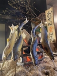 【鮎】らくはなびは、通年鮎をご用意しています。