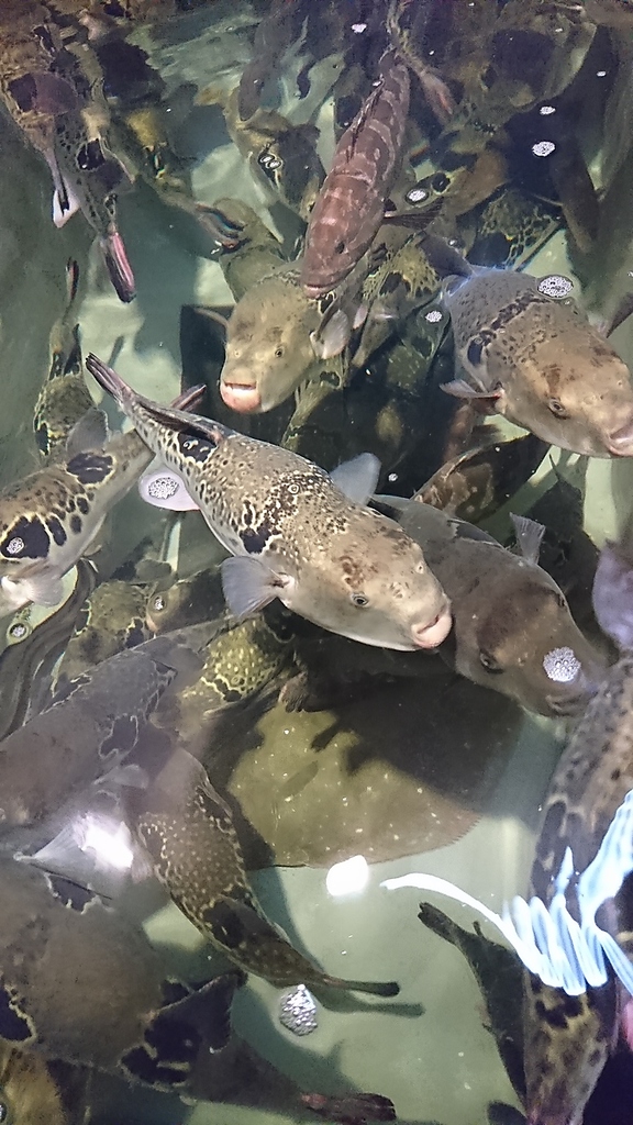 全国区のふぐ問屋から仕入れた上質の活きふぐ