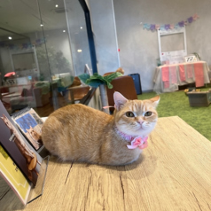 PARK72 ネコCAFEの特集写真