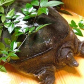 すっぽん料理承ります。