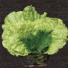 サンチュ