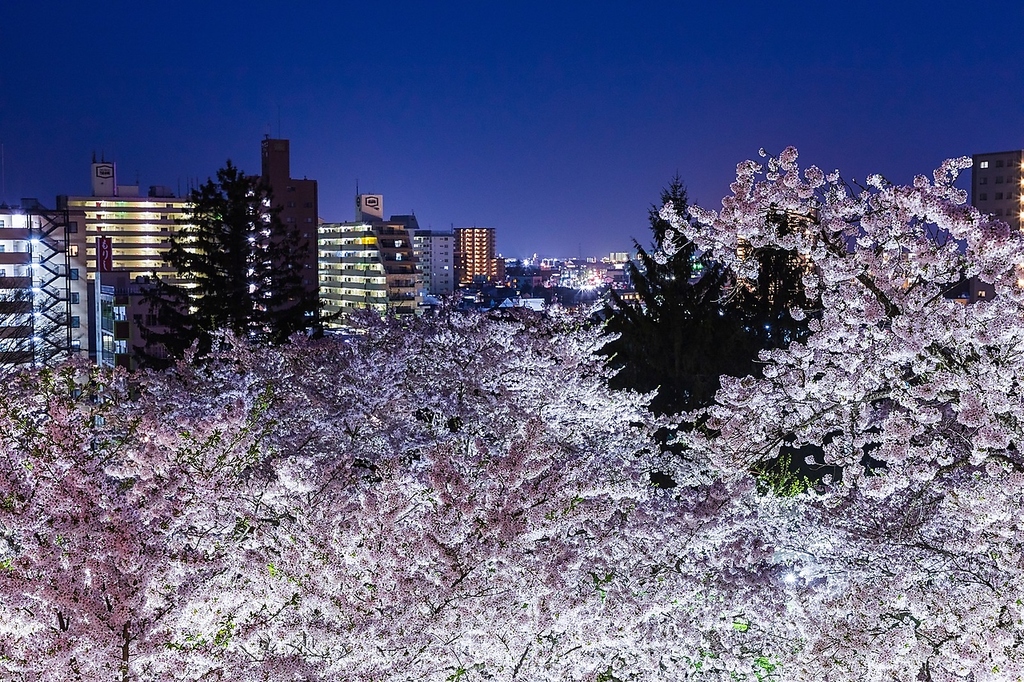 窓側席から桜見れます