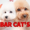 CAT'S キャッツ