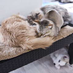 Cat&Animal Cafe Noah s Ark ノアズアーク 祇園店のコース写真