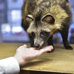 Cat&Animal Cafe Noah s Ark ノアズアーク 祇園店のコース写真