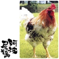 【高品質肉養鶏の阿波尾鶏】徳島県畜産研究所で10年間、改良を重ねた高品質肉養鶏です。また阿波牛・阿波ポークと並ぶ阿波畜産3ブランドのひとつである。鶏肉は旨味成分であるグルタミン酸を豊富に含み、また低脂肪のため、身がしまって歯ごたえがあり、鮮度抜群。また、肉の熟成度が高い徳島自慢の地鶏です。