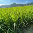 良質米の産地である 「飯南町」で栽培されるコシヒカリ「娘をよろしく」はつややかでふっくらとして甘く、コシと粘りの良いのが特徴です。
