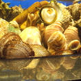 サザエ・殻付きつぶ貝など豊富な貝類の水槽