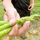 【歓農園】もぎたての「アスパラ」は生でも甘い！※夏の場合