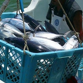 石垣島の美味しい魚介を食べてもらいたいという思いを込めて。その日の新鮮魚介をできるだけ早く食べてほしい。 その考えから価格はリーズナブルに、そしてボリューミーにご提供しております！石垣島の魚介も「源」で食べればイメージも変わるはずです♪