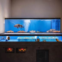 生簀から上げる生命力というご馳走