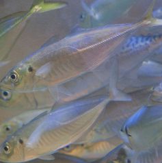 豊後アジや関アジなど産地にこだわった鮮魚