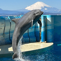 ☆新江の島水族館年パスご利用者10%OFF☆